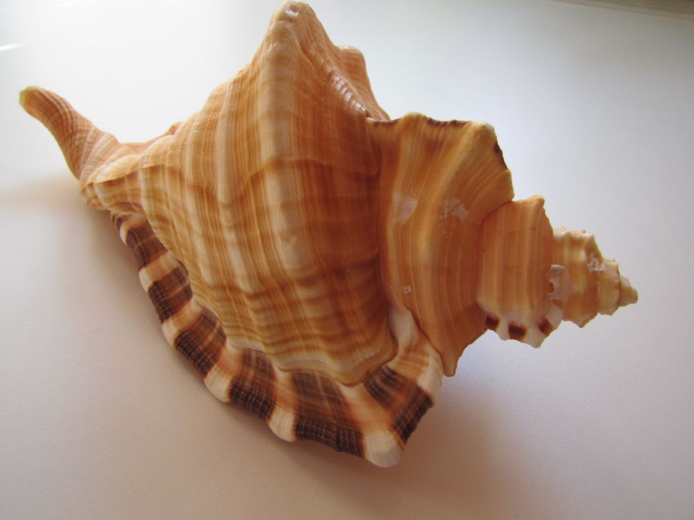 files/tl_filesOPO/Beitraege/Muschelmuseum Ochsenhausen/Cymatium raderi.JPG